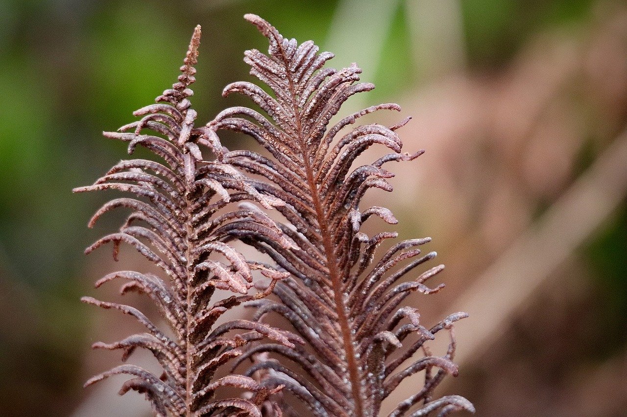 美里砂拉越房产新手买房及二手房指导