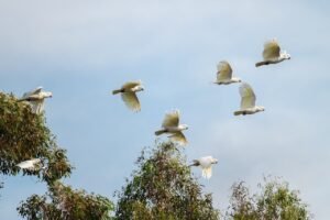 美里购房贷款全攻略：资格、审批与财务规划