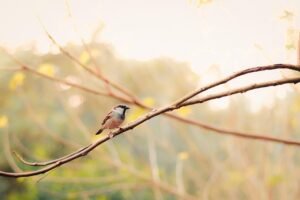 Kesilapan Biasa Beli Rumah Subsale di Miri dan Cara Atasinya