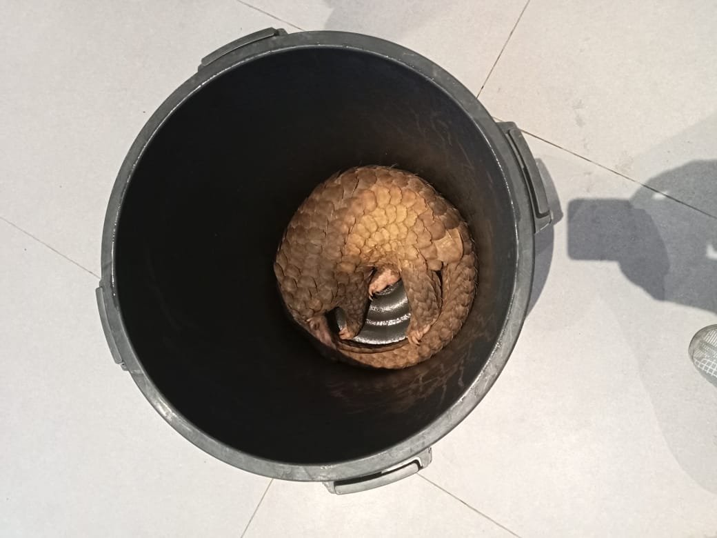 aa 240226 eg pangolins exotic food semporna p1 bN5C0y