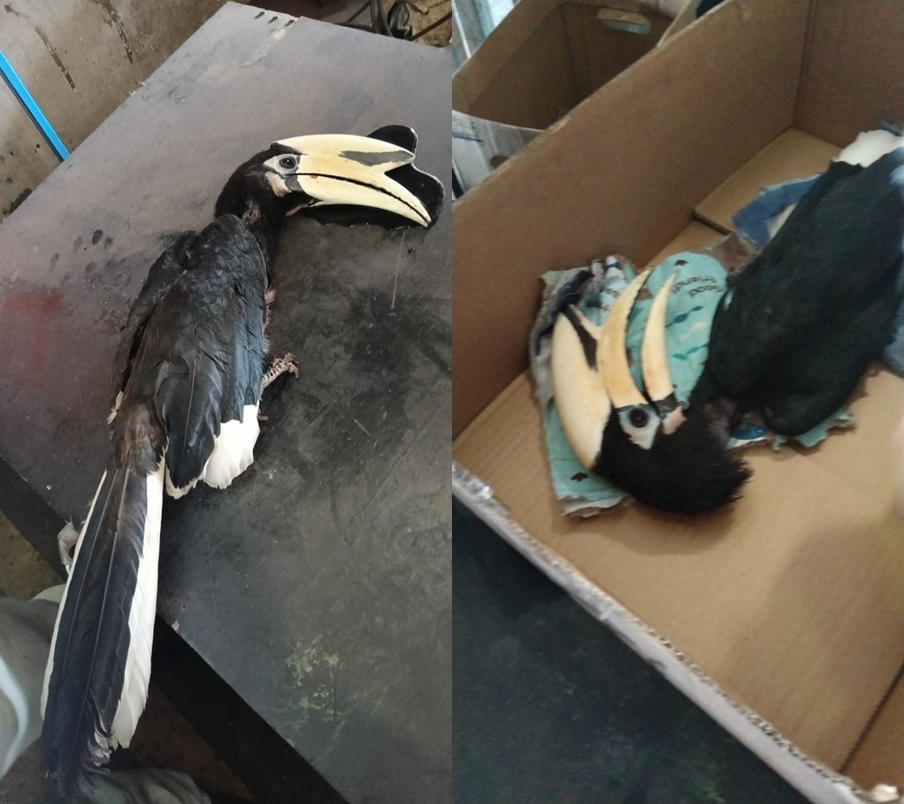 Myy bp240326 pq hornbill injured p1 horz