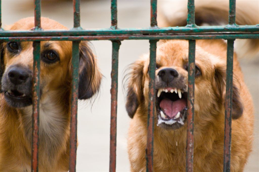 Rabies in dogs kqDZV3