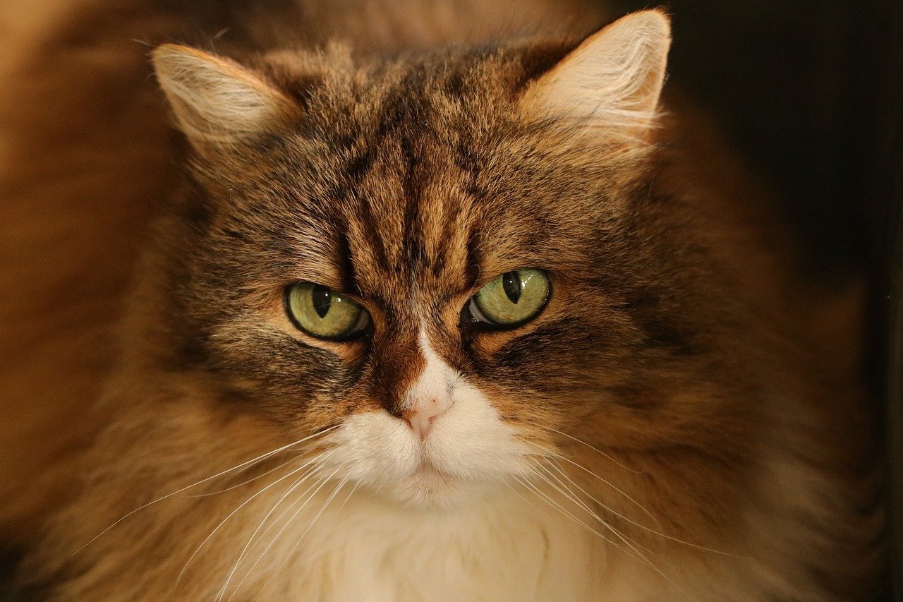 Maximizing Cash Flow: Strategies for Rental Income in Miri, Sarawak