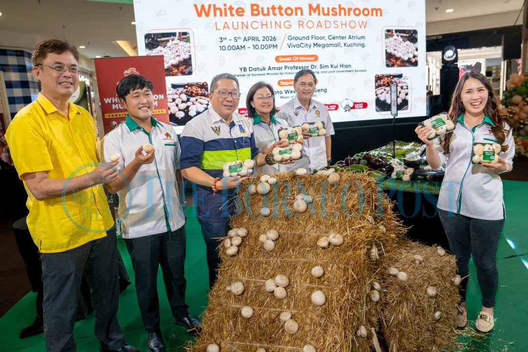 Kch 040426 ay mushroom p2 cICTAo