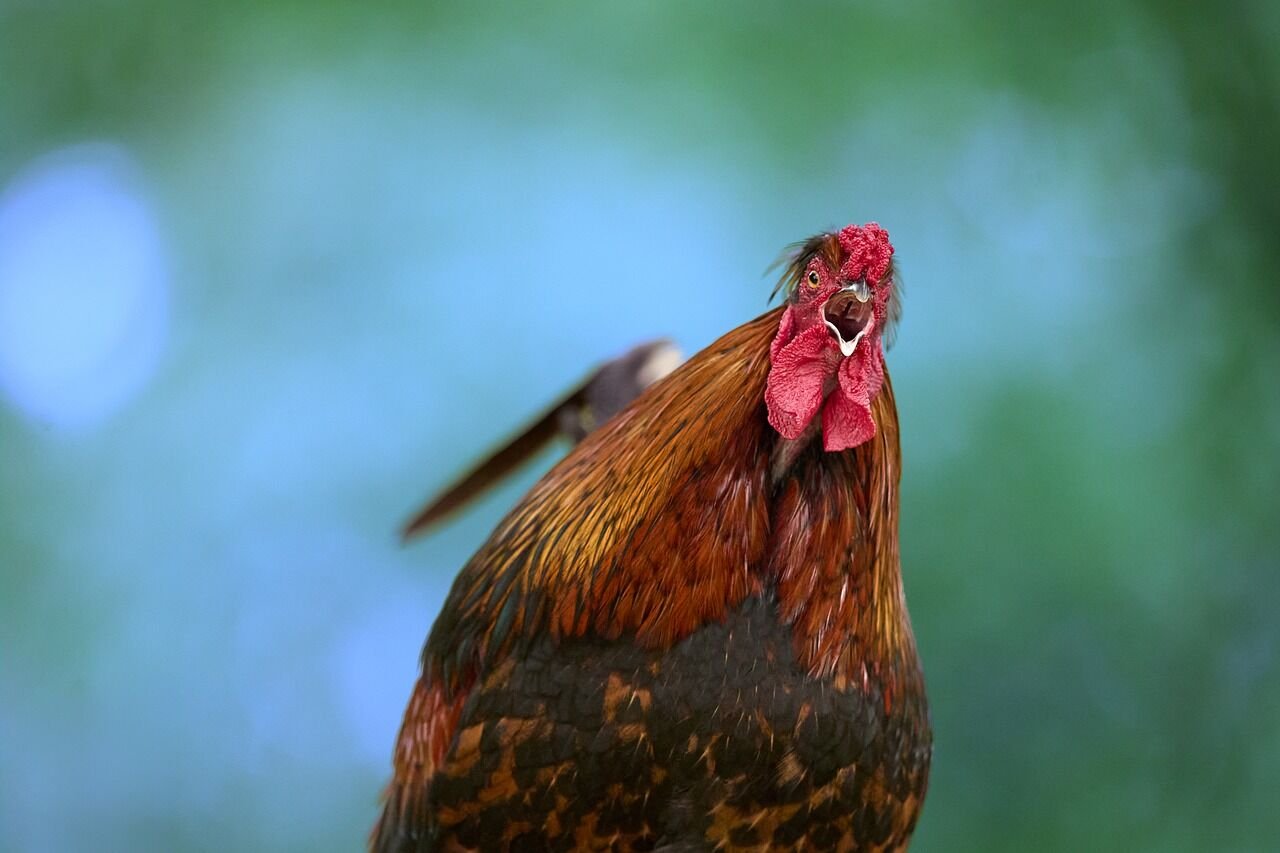 Negotiating Offers With Your Property Agent Miri Owners Guide From Senadin To Lutong